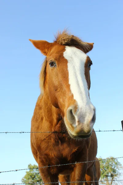 フェンスの後ろに馬 — ストック写真