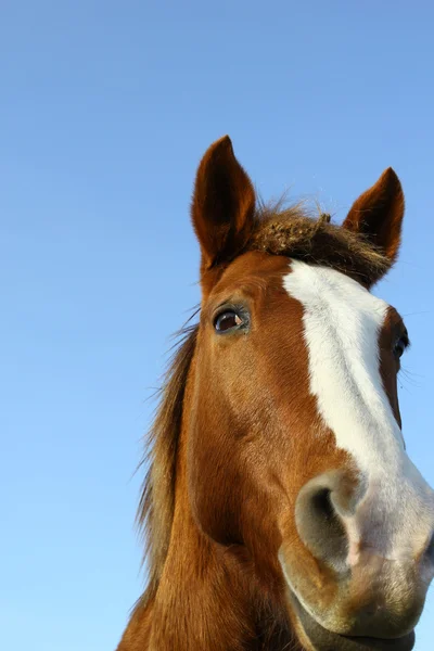 Кінь, дивлячись — стокове фото