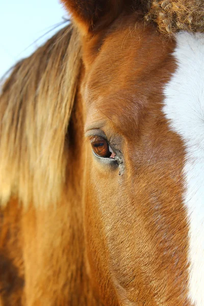 Cavalo-olho — Fotografia de Stock