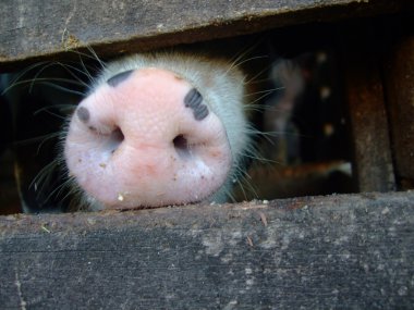 Pig snout clipart