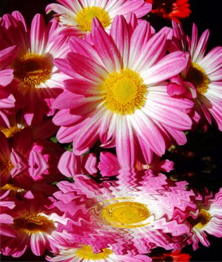 Chrysanthemum flowers reflected clipart