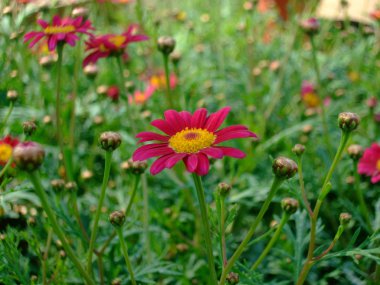 Small magenta flower clipart