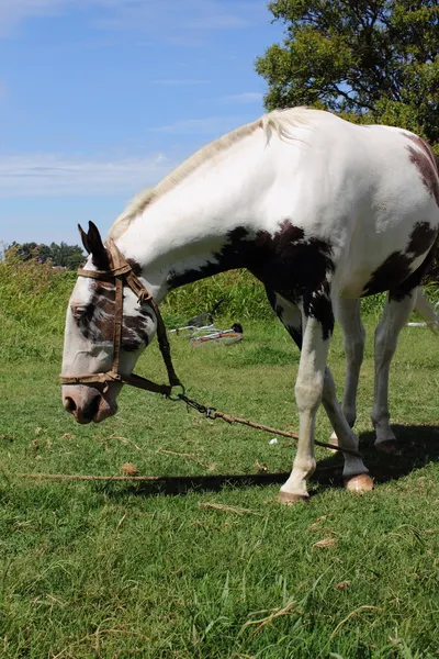 Paard in het veld Argentinië — Stockfoto