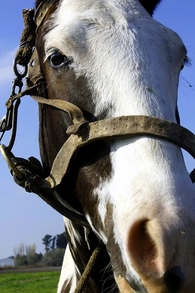 Horse's head — Stock Photo, Image