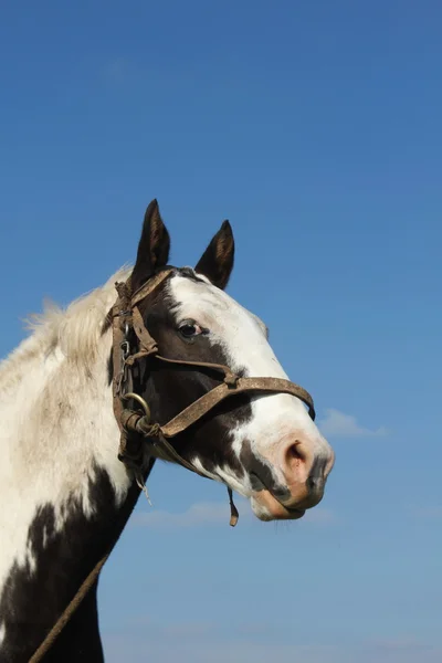 発見馬 — ストック写真