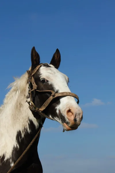Cavalo olhando para o fotógrafo — Fotografia de Stock