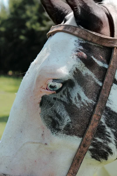 Красивая лошадь с голубыми глазами — стоковое фото