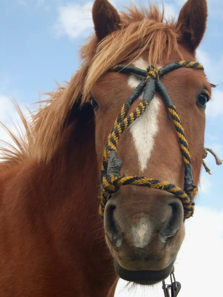 Beau cheval — Photo