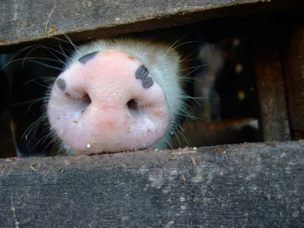Hocico de cerdo — Foto de Stock