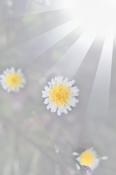 Fleur transparente — Photo