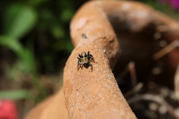 Araignée sauteuse sur pot céramique — Photo