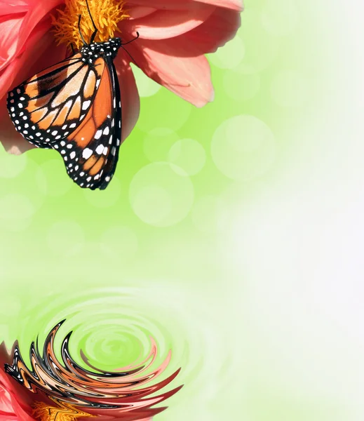 Mariposa monarca reflejada —  Fotos de Stock