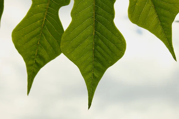 Grüne Blätter pflanzen — Stockfoto