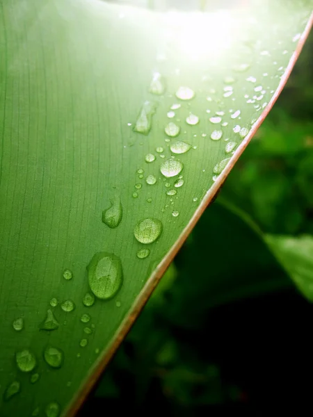 Droppe vatten på bladet — Stockfoto