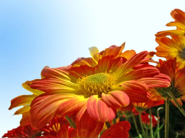 Chrysanthemen blühen am Himmel — Stockfoto