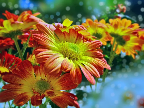 Krizantém virágok a kertben — Stock Fotó