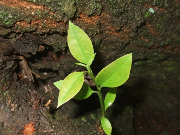 Kleine Pflanze — Stockfoto
