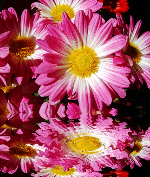 Chrysanthemum flowers reflected — Stock Photo, Image