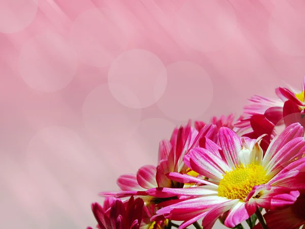 Chrysant roze — Stockfoto