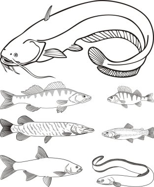 Predatory freshwater fish clipart