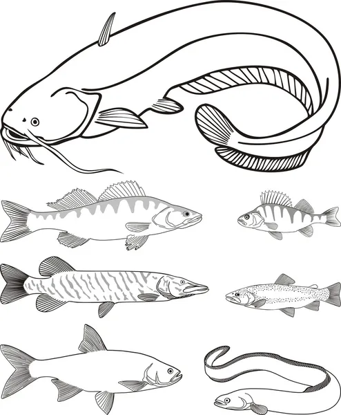 捕食性の淡水魚 — ストックベクタ