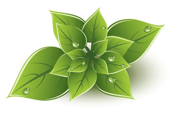 Wektor zielony liści eco design — Wektor stockowy