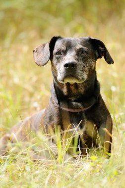 Yeşil çimlerin üzerinde bir köpek