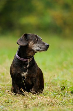 Yeşil çimlerin üzerinde bir köpek