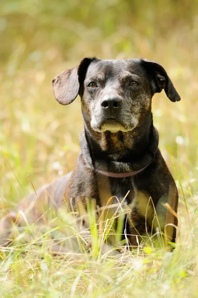 stock image Dog on the green grass