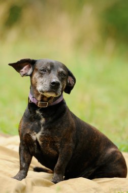 Yeşil çimlerin üzerinde bir köpek