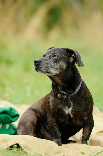 Stock image Dog on the green grass