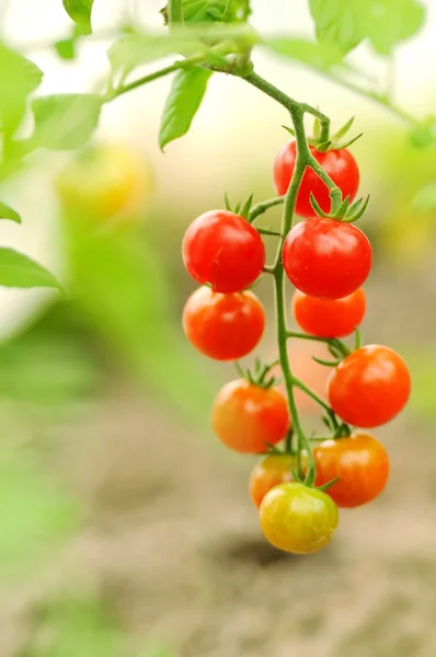 Αυξανόμενος τις ντομάτες cherry, ρηχά και βαθιά του πεδίο, επιλεκτική εστίαση — Φωτογραφία Αρχείου