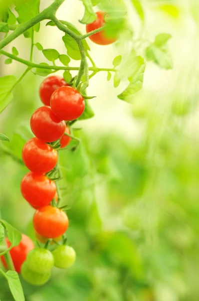 Uprawy pomidorów cherry, płytkie, głębokie z pola, selektywnej ostrości — Zdjęcie stockowe