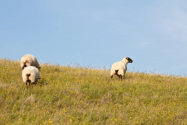 Три овцы — стоковое фото
