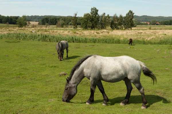 牧草地の馬 3頭 — ストック写真