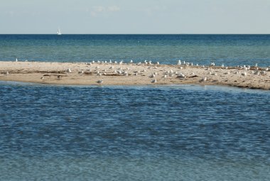 Martı Adası