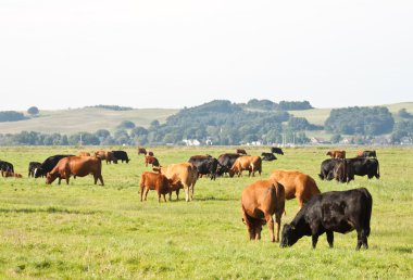 Herd of cattle in Zicker clipart