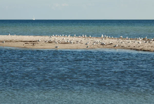 Gulls on the island — Stock Photo, Image