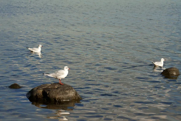 Três gaivotas — Fotografia de Stock