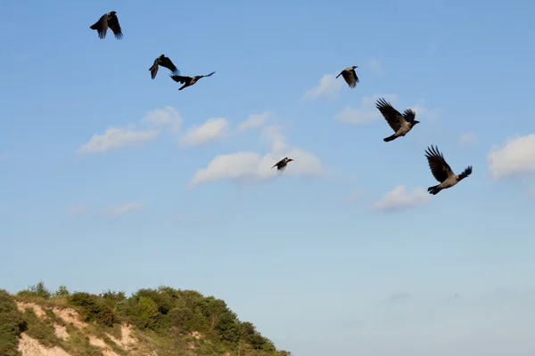 stock image Hooded crows in the sky