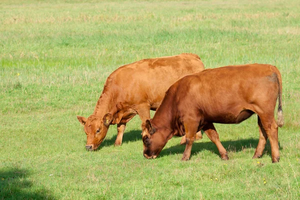 Два теленка — стоковое фото