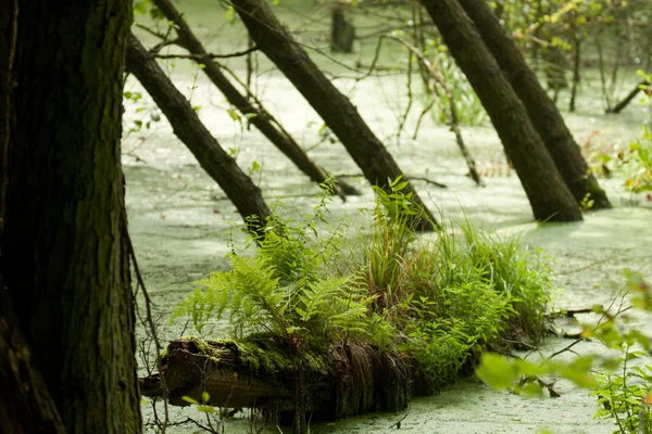 Árboles en el pantano — Foto de Stock