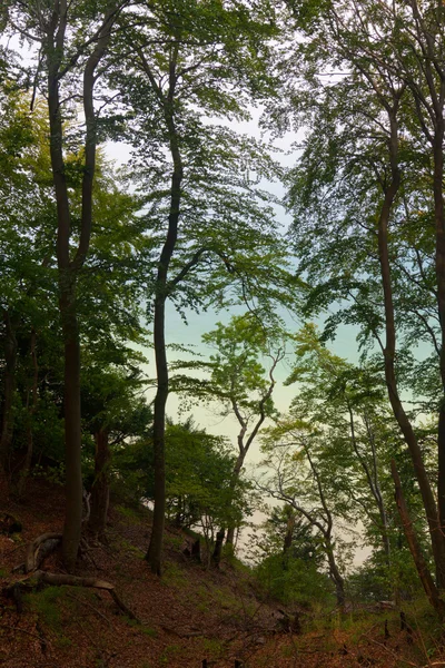 Stock image Corridor on the shore