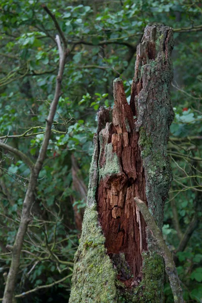 Rottura dell'albero putrido — Foto Stock
