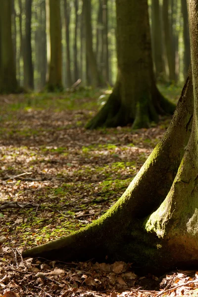 Stock image Tree trunk Foot