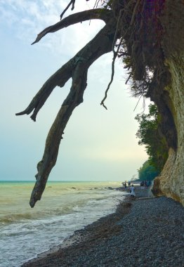 Baumwurzeln über Strand