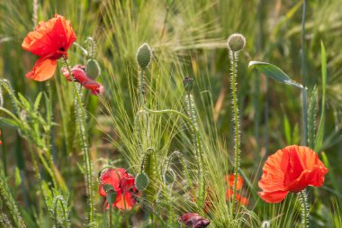 Mohnblüten und Knospen