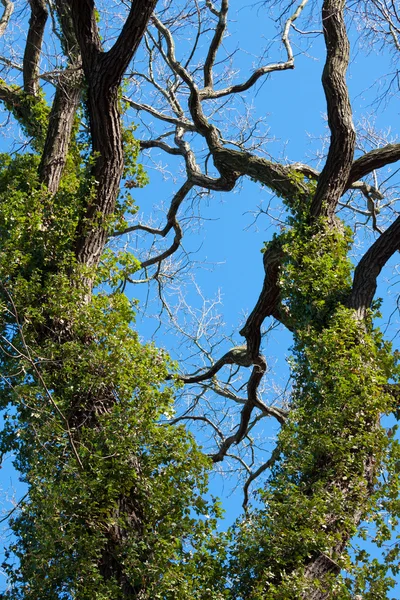 Ivy ağaçta — Stok fotoğraf