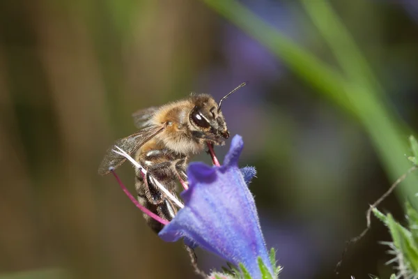 Biene in der Blascar te — Foto Stock