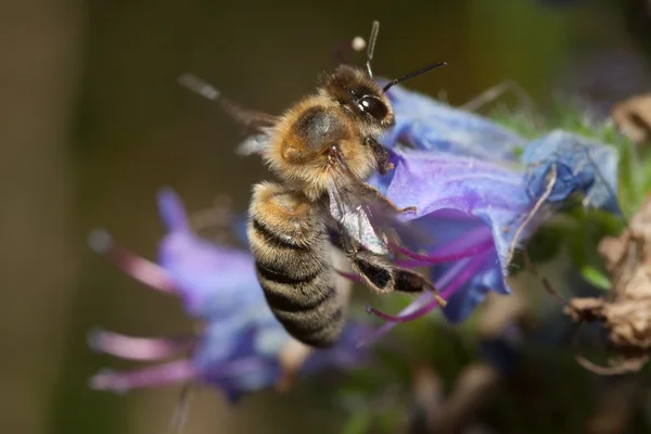 Biene auf der Blascar te — Foto Stock